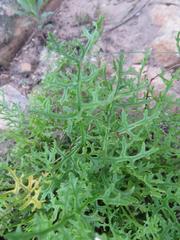 Senecio rhyncholaenus