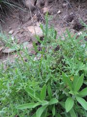 Senecio rhyncholaenus