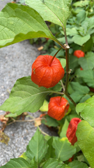 Alkekengi officinarum