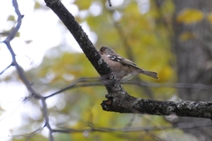 Fringilla coelebs