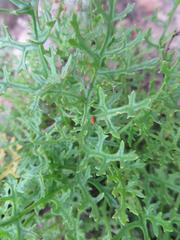 Senecio rhyncholaenus