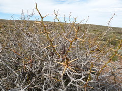 Prosopis denudans