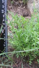 Senecio rhyncholaenus