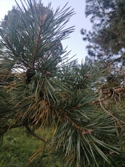 Pinus sylvestris
