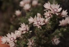 Atrichantha gemmifera