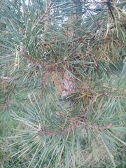 Pinus sylvestris