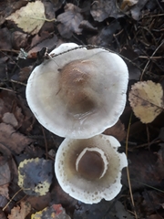 Tricholoma
