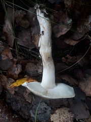 Tricholoma