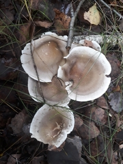 Tricholoma