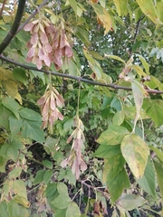 Acer negundo
