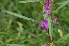 Impatiens rosea