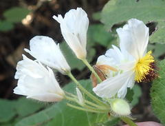 Sparrmannia africana