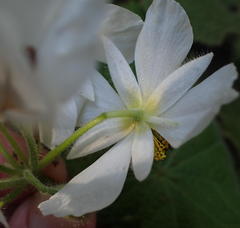 Sparrmannia africana