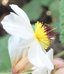 Sparrmannia africana
