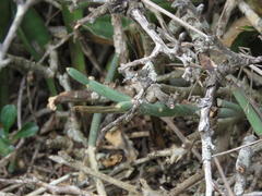 Cynanchum viminale viminale