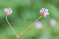 Persicaria capitata