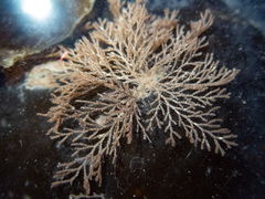 Cradoscrupocellaria reptans