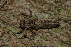 Cordulegastridae