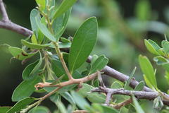 Diospyros lycioides lycioides