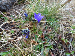 Campanula orbelica