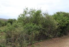 Diospyros lycioides lycioides