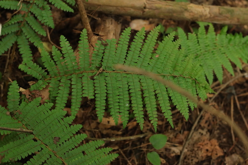 Polystichum ovatopaleaceum iNat (3)