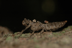 Cordulegastridae