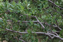 Diospyros lycioides lycioides