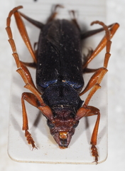 Jonthodina sculptilis