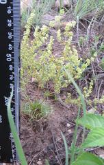Psammotropha myriantha