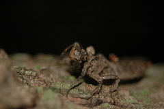 Cordulegastridae
