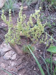Psammotropha myriantha