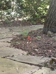 Cardinalis cardinalis