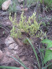 Psammotropha myriantha