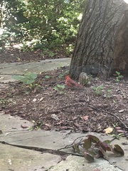 Cardinalis cardinalis