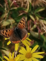 Lycaena phlaeas
