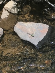 Ophiogomphus carolus