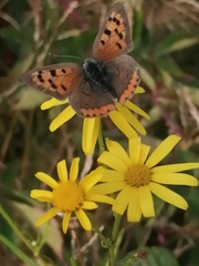 Lycaena phlaeas