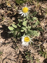 Asteraceae