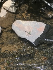 Ophiogomphus carolus