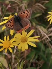 Lycaena phlaeas