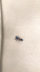 Harmonia axyridis