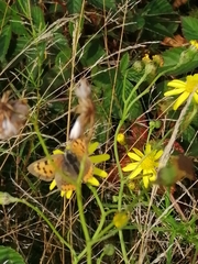 Lycaena phlaeas