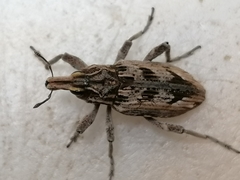 Coniocleonus excoriatus