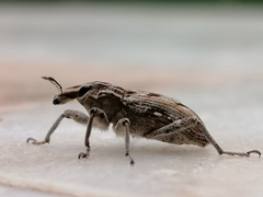 Coniocleonus excoriatus