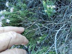 Agathosma dielsiana