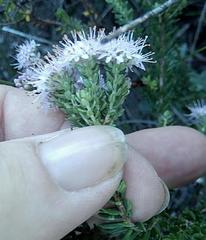Agathosma dielsiana