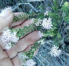 Agathosma dielsiana