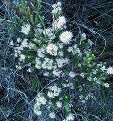 Agathosma dielsiana