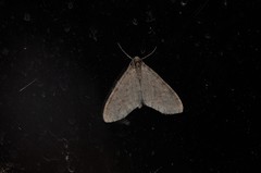 Trichopteryx carpinata